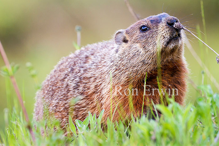 Woodchuck