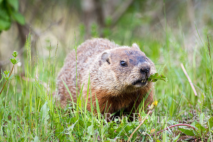 Woodchuck