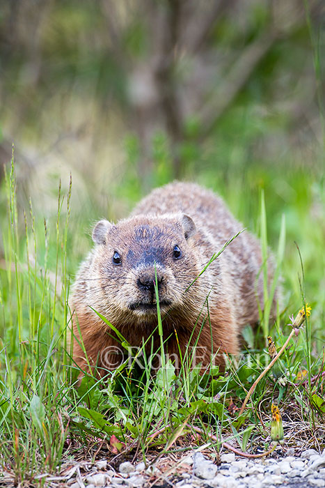 Woodchuck