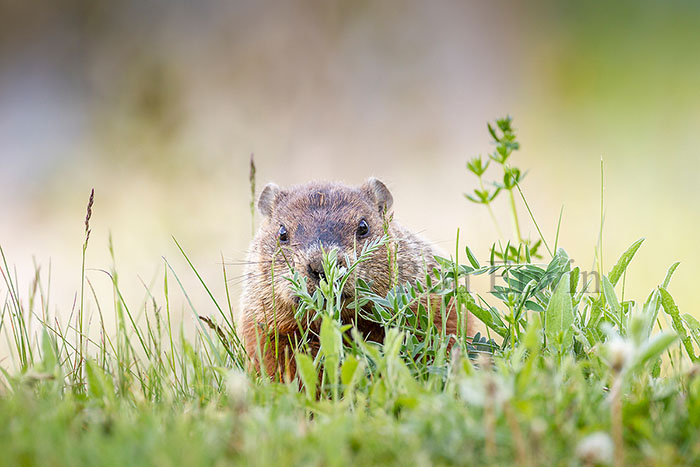 Woodchuck