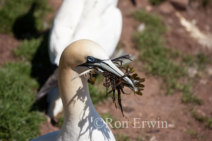 Northern Gannet