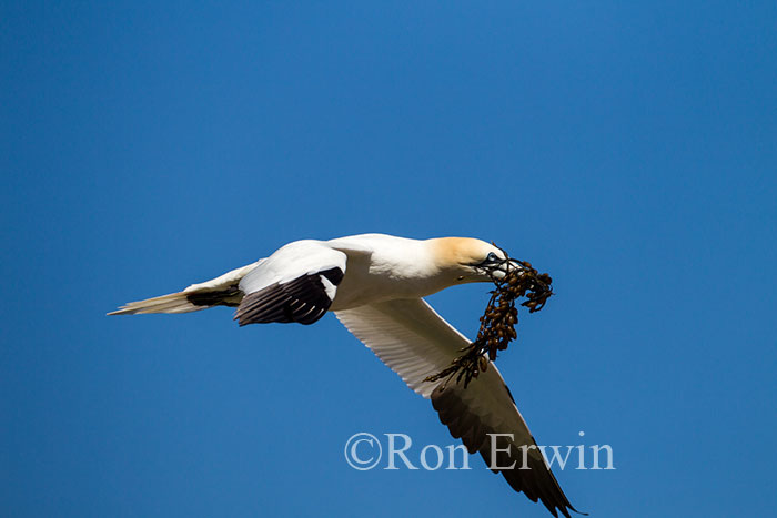 Northern Gannet in Flight