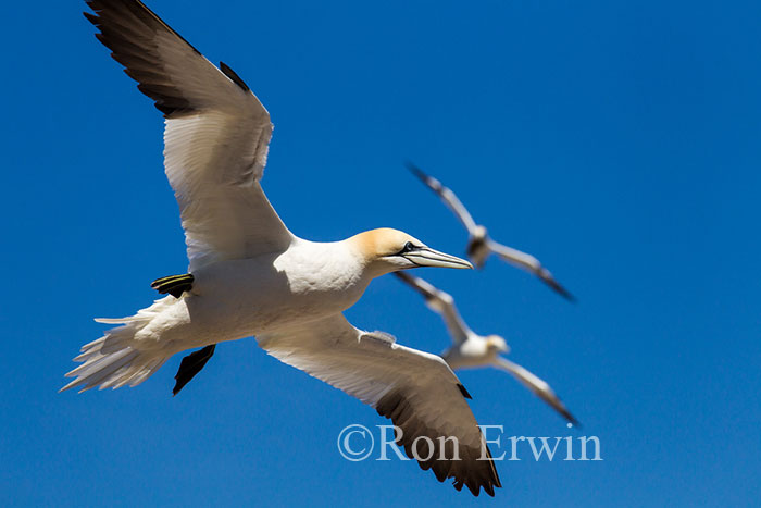 Northern Gannet in Flight