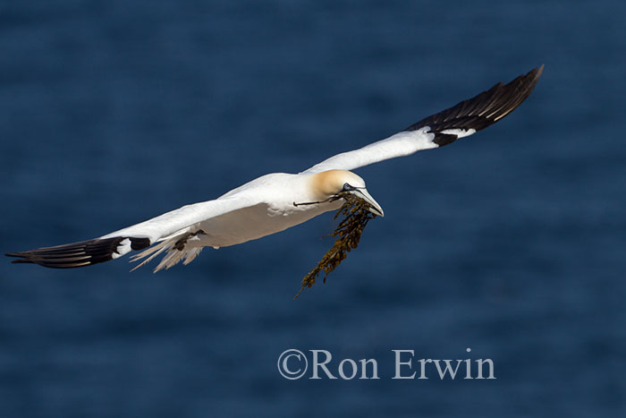Northern Gannet in Flight