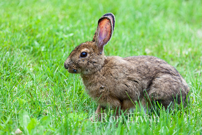 Snowshoe Hare with Ticks