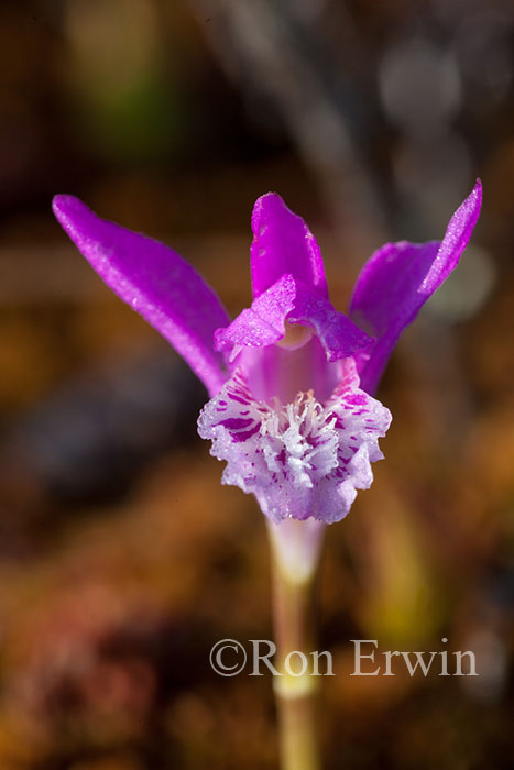 Arethusa Orchid