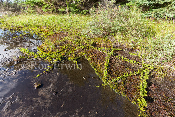 Creeping Juniper on Alvar, ON