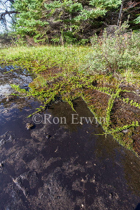 Creeping Juniper on Alvar, ON