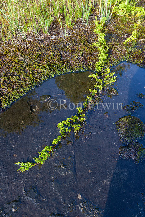 Creeping Juniper on Alvar, ON