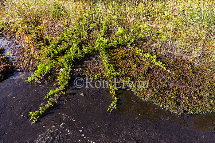 Creeping Juniper on Alvar, ON