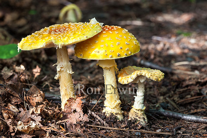 Fly Agaric Mushrooms