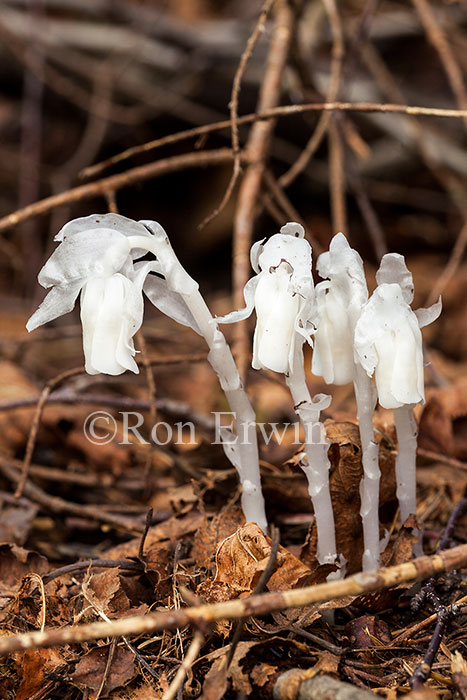 Indian Pipe