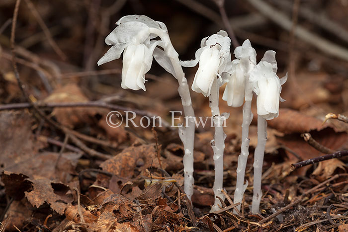 Indian Pipe