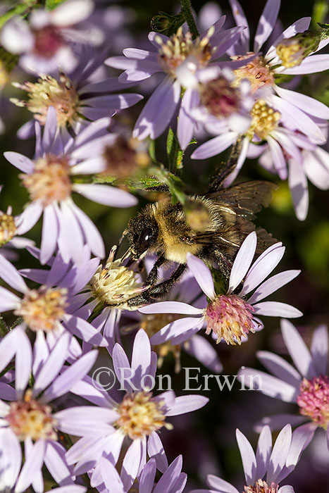 Bumblebee on Aster