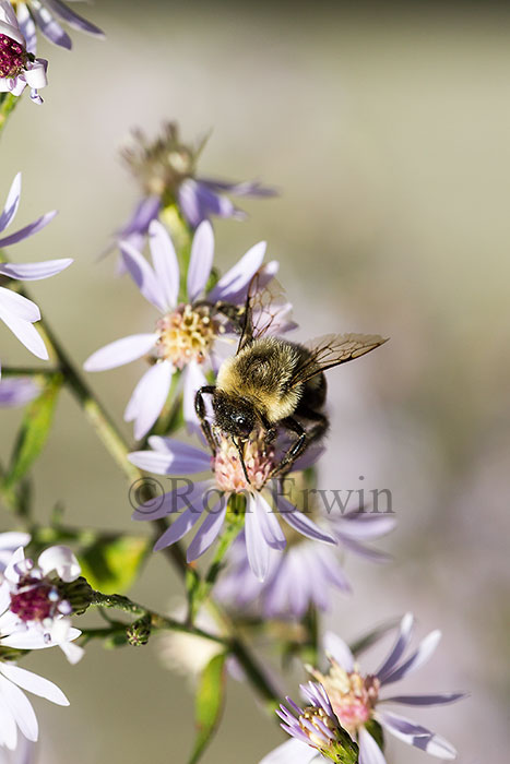 Bumblebee on Aster