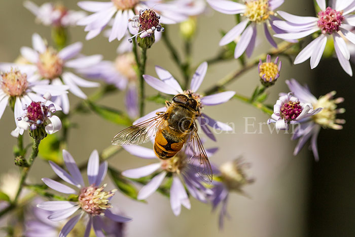 Drone Fly (Bee Mimic)