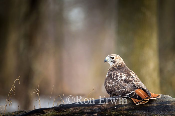 Red-tailed Hawk