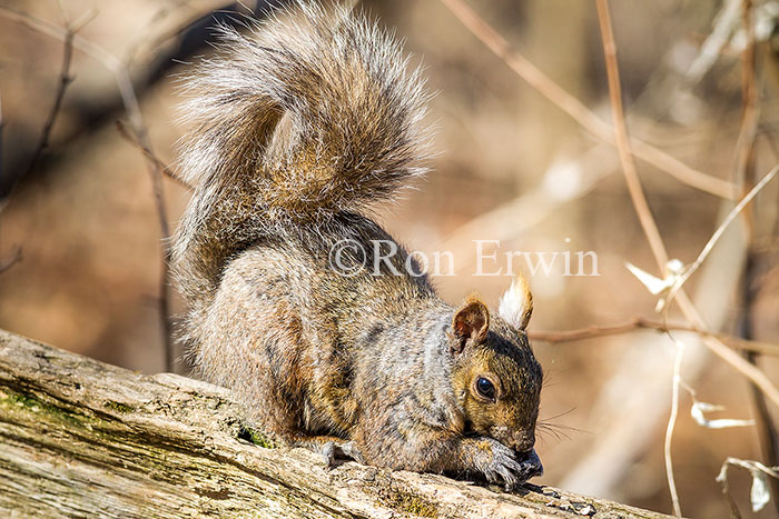 Eastern Grey Squirrel