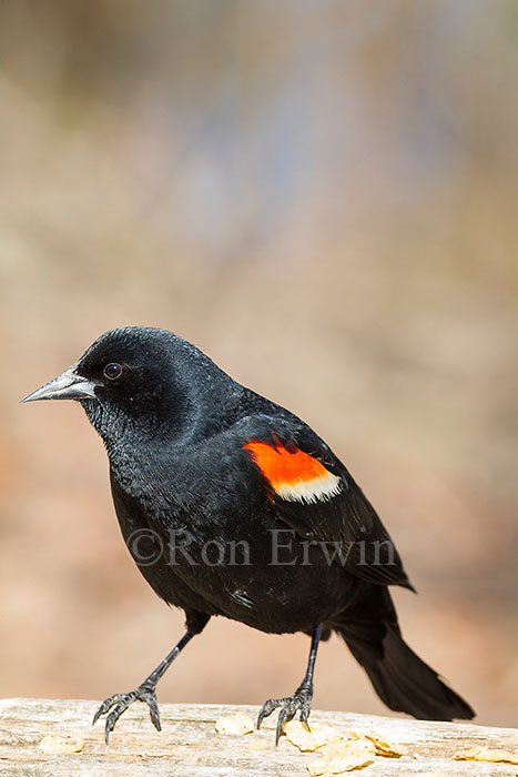 Red-winged Blackbird