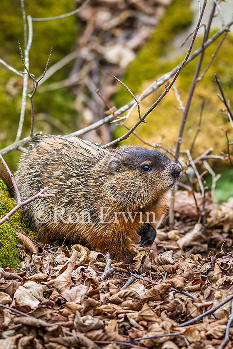 Woodchuck