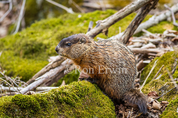 Woodchuck