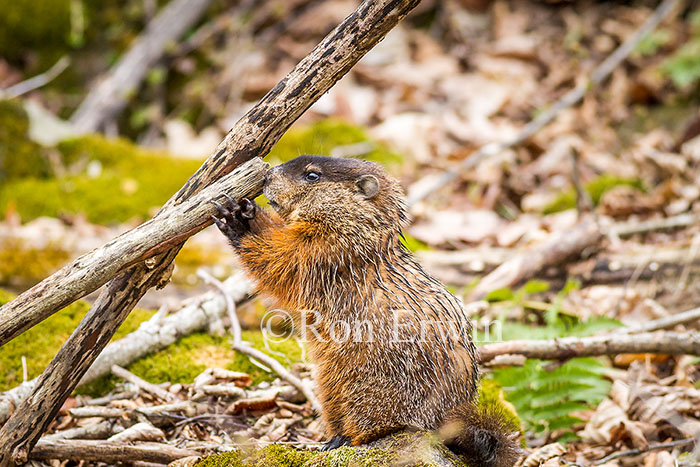 Woodchuck