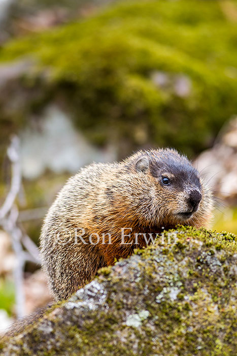 Woodchuck