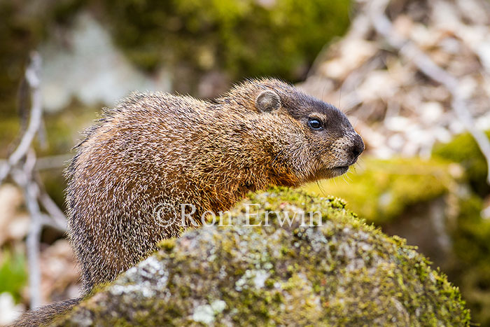 Woodchuck