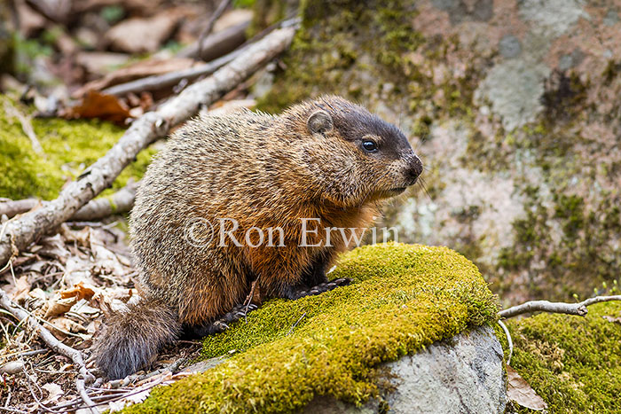 Woodchuck