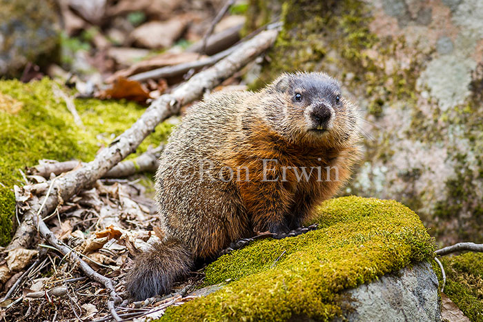 Woodchuck