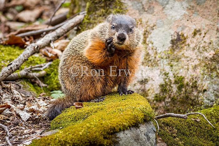 Woodchuck