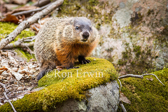 Woodchuck