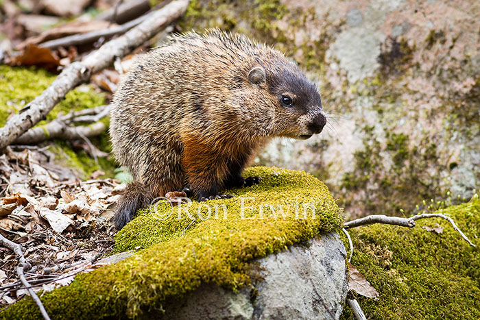 Woodchuck