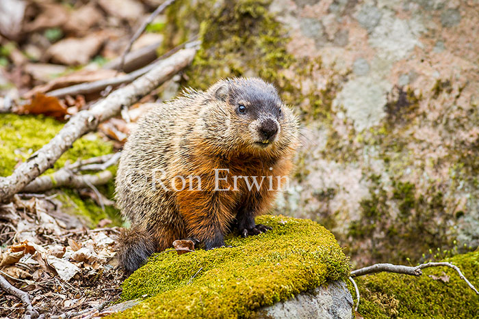 Woodchuck