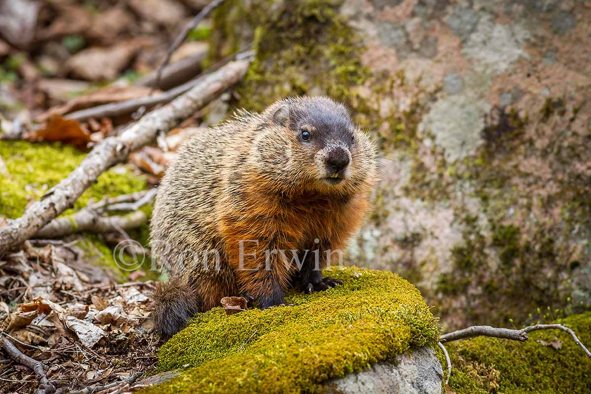 Woodchuck