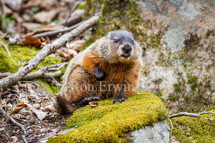 Woodchuck