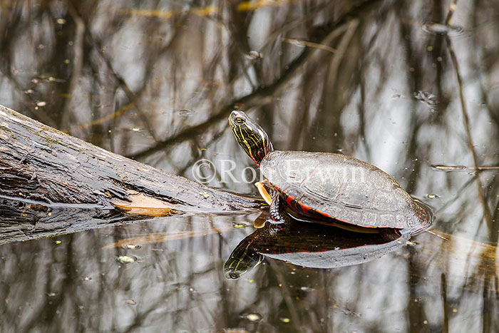 Midland Painted Turtle