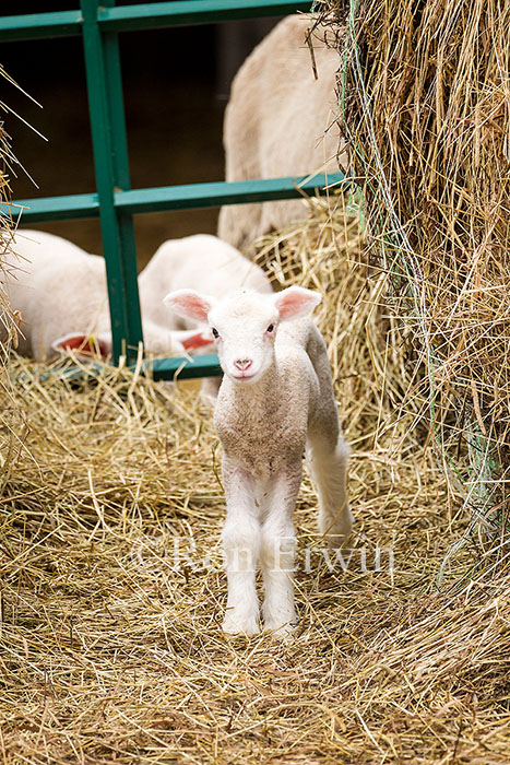 Lambs