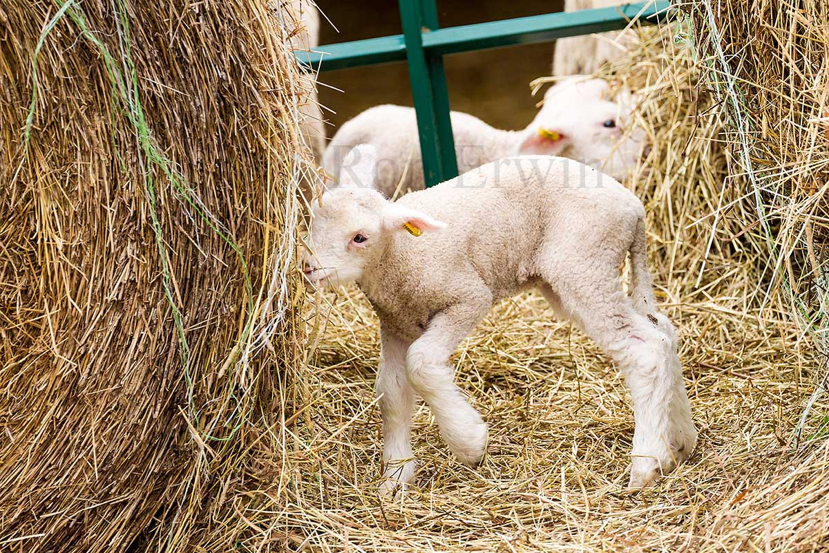 Lambs