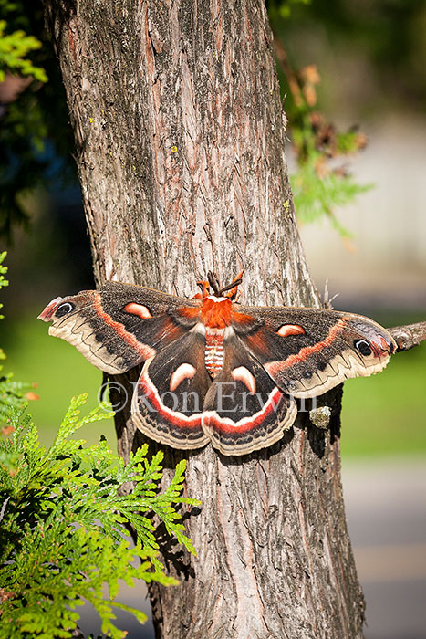 Cecropia Moth