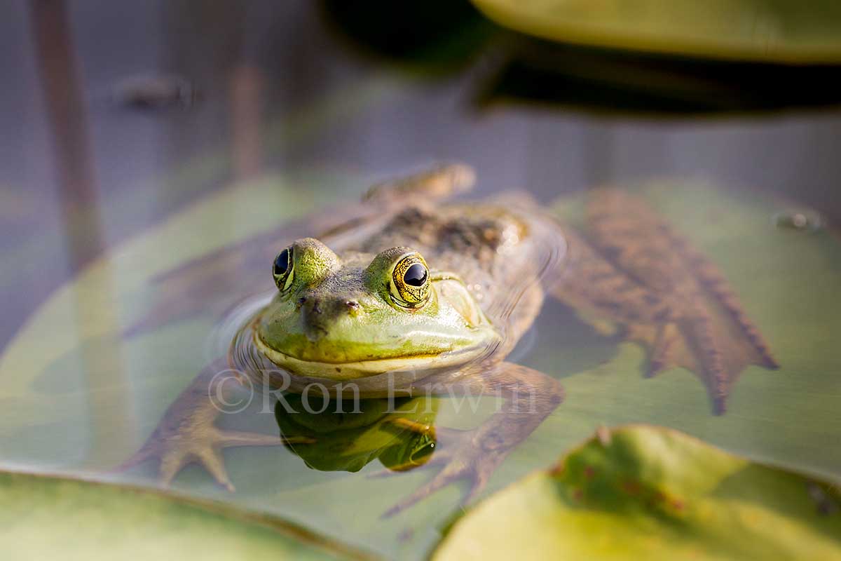 Bullfrog