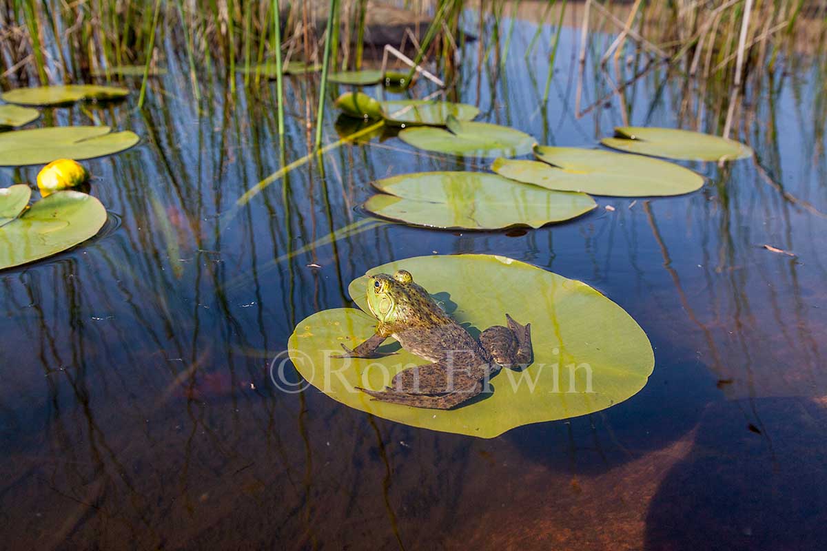 Bullfrog