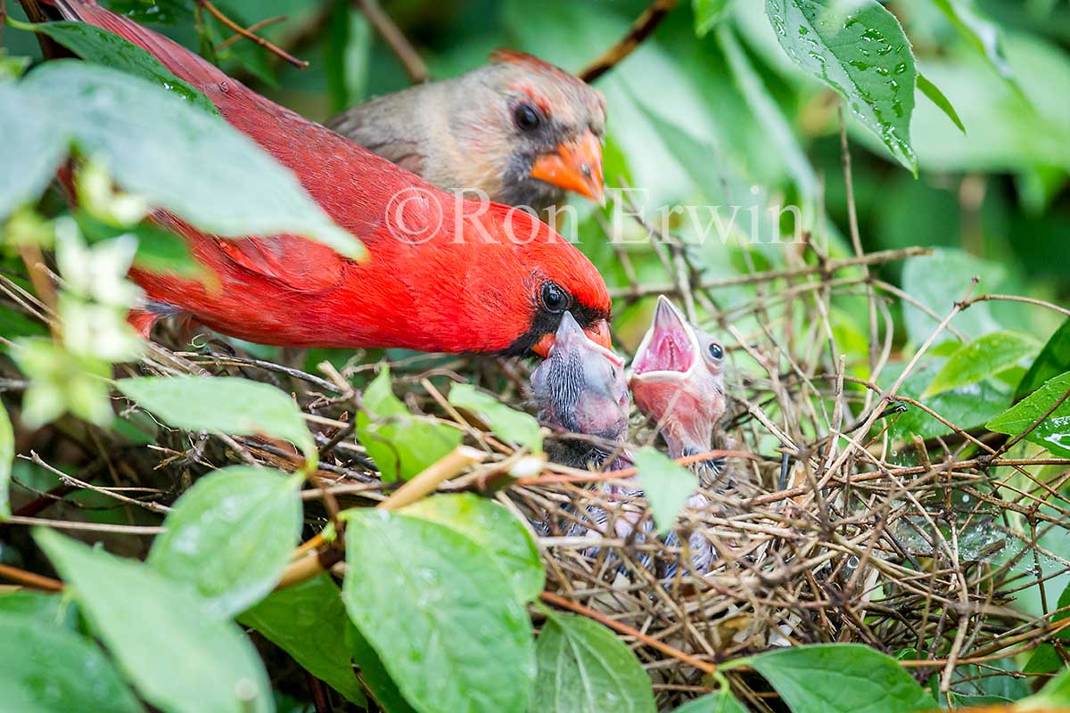 Northern Cardinals at Nest