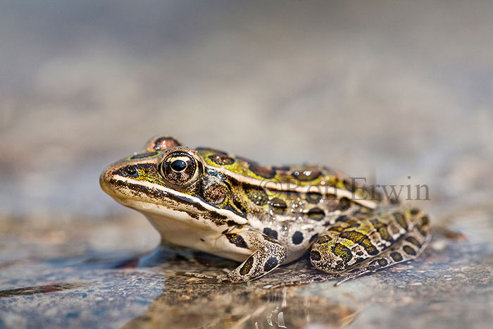 Northern Leopard Frog