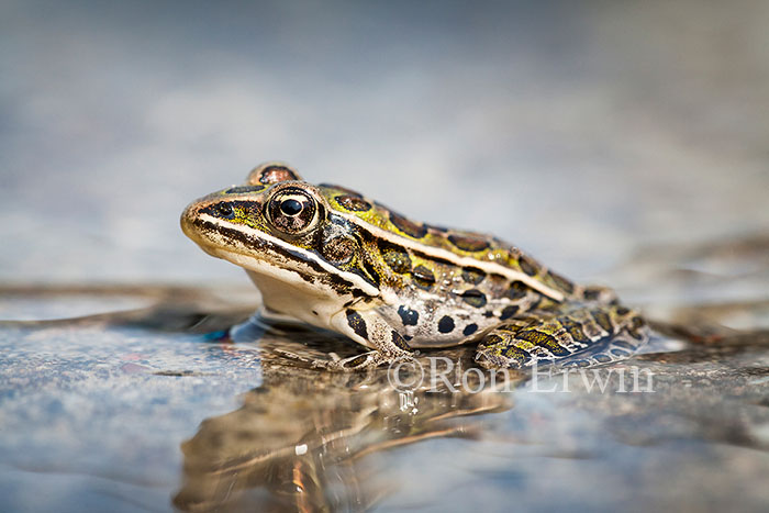 Northern Leopard Frog