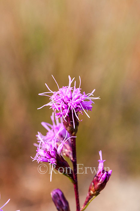 Cylindrical Blazingstar