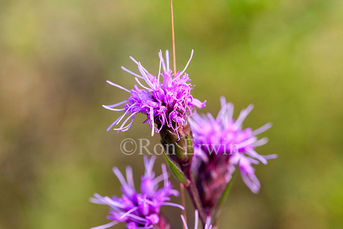 Cylindrical Blazingstar