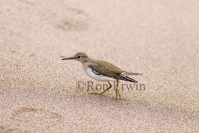 Juvenile Spotted Sandpiper