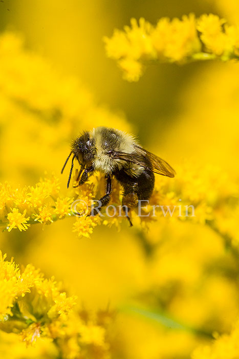Bumblebee on Goldenrod