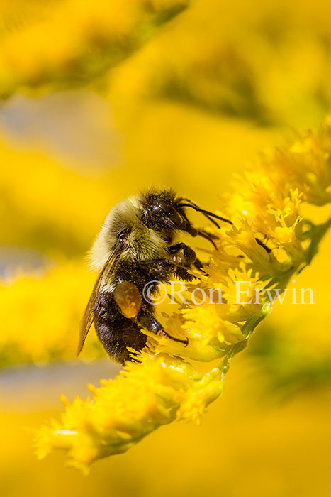 Bumblebee on Goldenrod